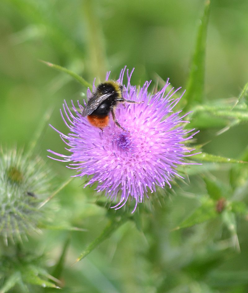 Red-tailed Bumblebee